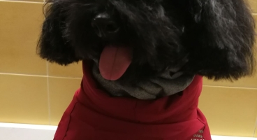 Fiocco